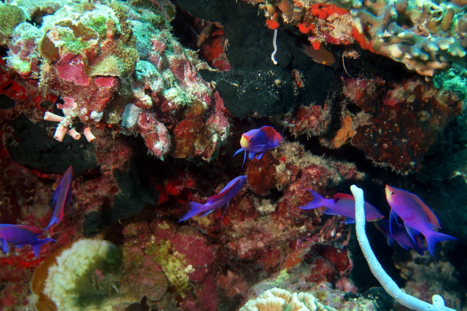 Pseudanthias tuka