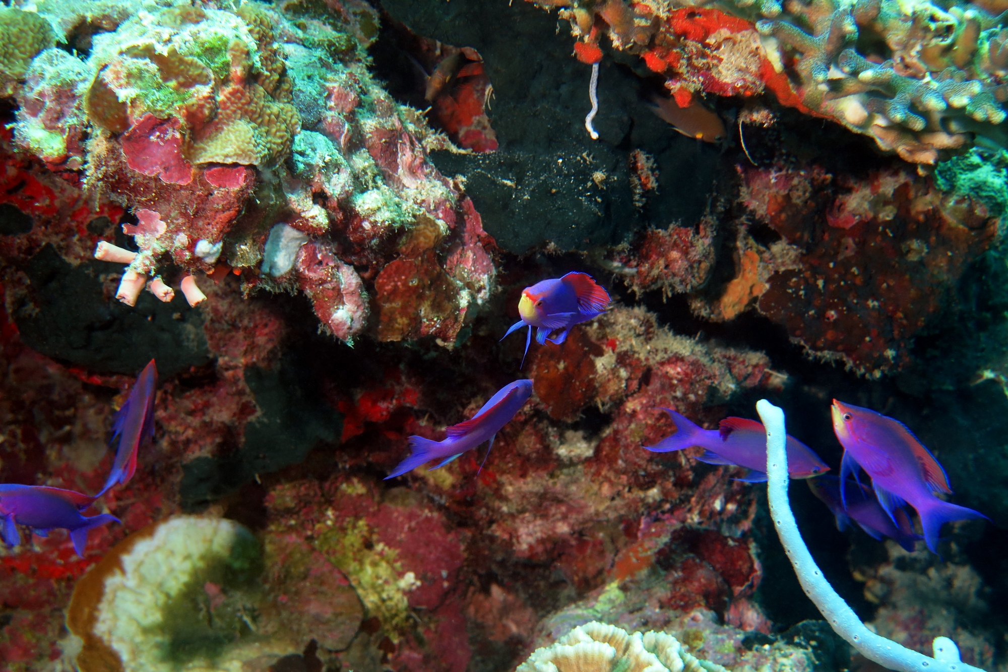 Pseudanthias tuka