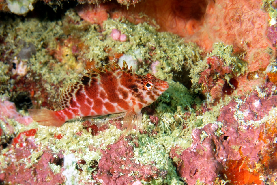 Cirrhitichthys aprinus