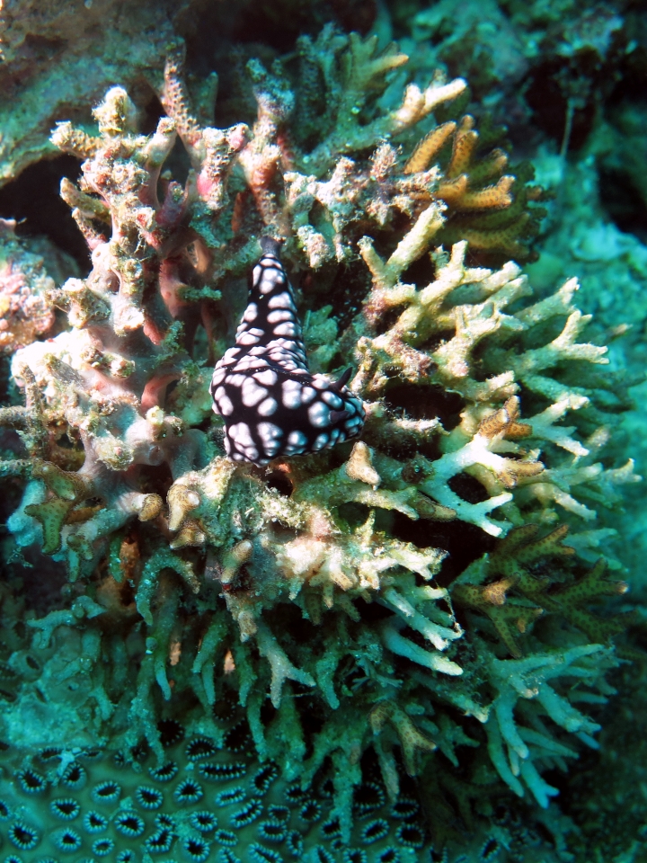 Phyllidiopsis burni, Seriatopora caliendrum