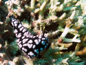 Phyllidiopsis burni, Seriatopora caliendrum