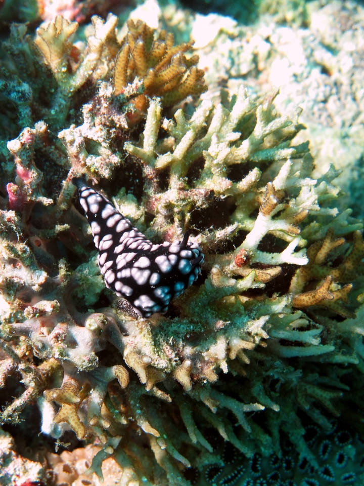 Phyllidiopsis burni, Seriatopora caliendrum