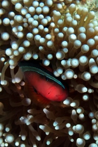 Amphiprion frenatus, Entacmaea quadricolor