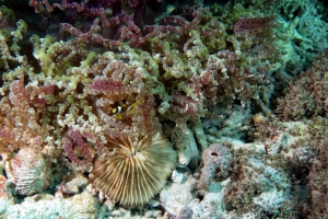 Fungia fungites, Heteractis aurora