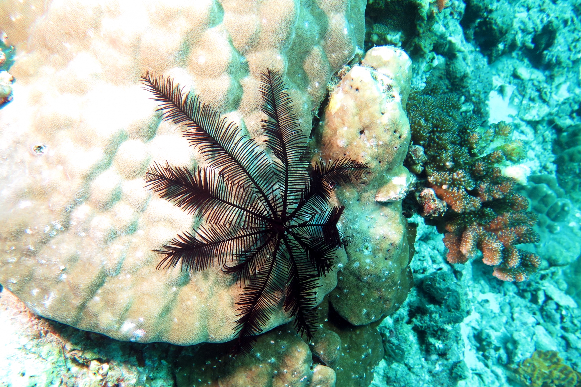 Colobometra perspinosa