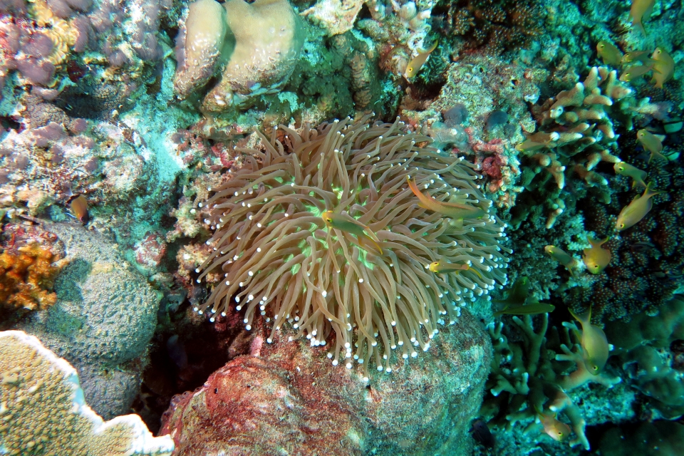 Heliofungia actiniformis, Pseudanthias huchtii