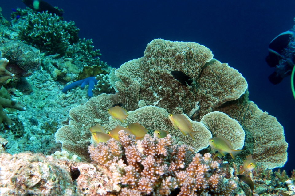Pseudanthias huchtii