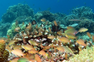 Pseudanthias huchtii, Dascyllus reticulatus