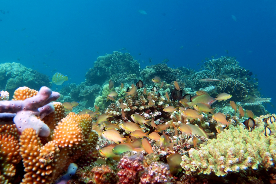 Pseudanthias huchtii, Dascyllus reticulatus