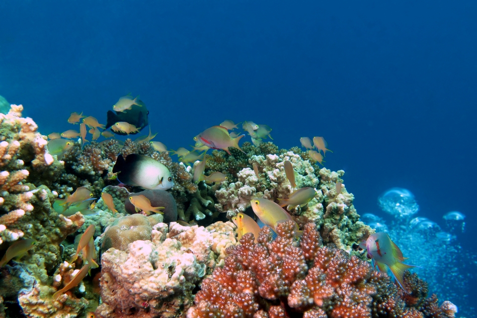 Pseudanthias huchtii, Centropyge vrolikii