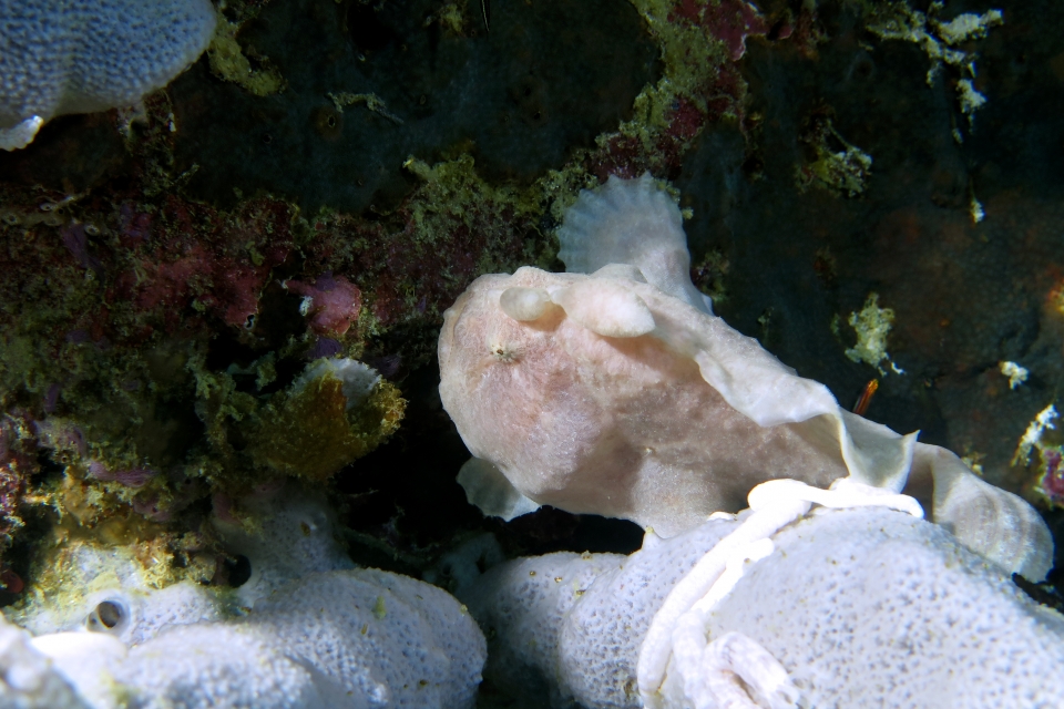 Antennarius commerson, Haliclona fascigera