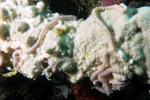 Synaptula lamperti, Callyspongia sp