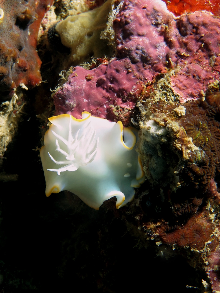 Ardeadoris egretta
