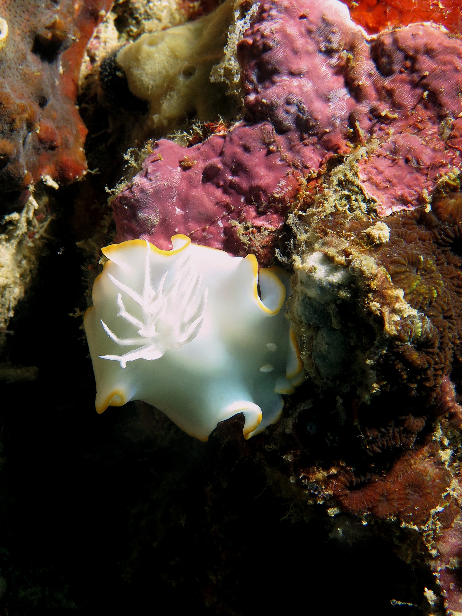 Ardeadoris egretta