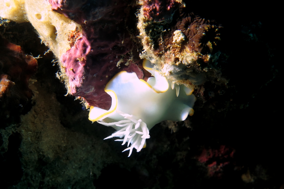 Ardeadoris egretta