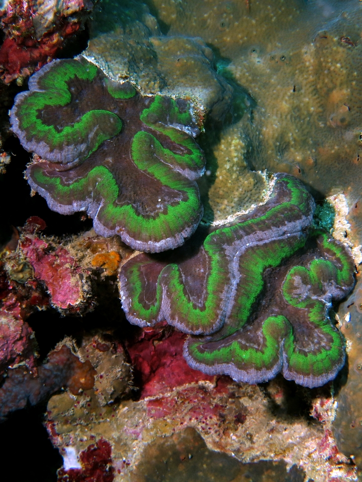 Trachyphyllia geoffroyi