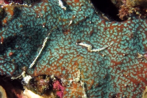 Leptastrea purpurea