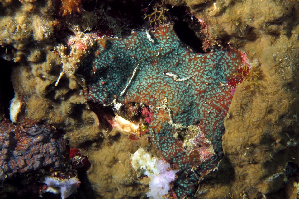 Leptastrea purpurea