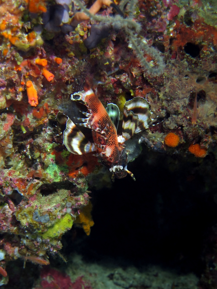 Dendrochirus biocellatus