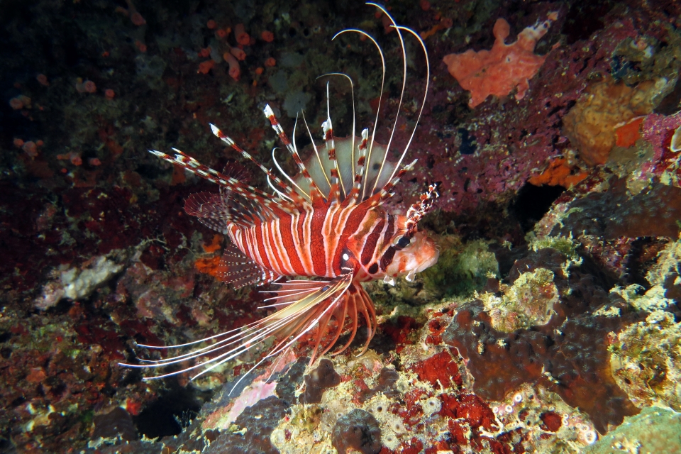 Pterois antennata