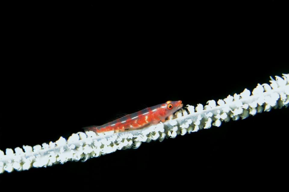 Bryaninops amplus, Cirripathes anguina