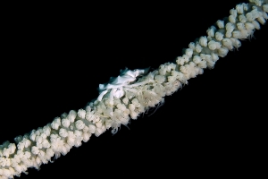 Xenocarcinus tuberculatus, Cirripathes anguina