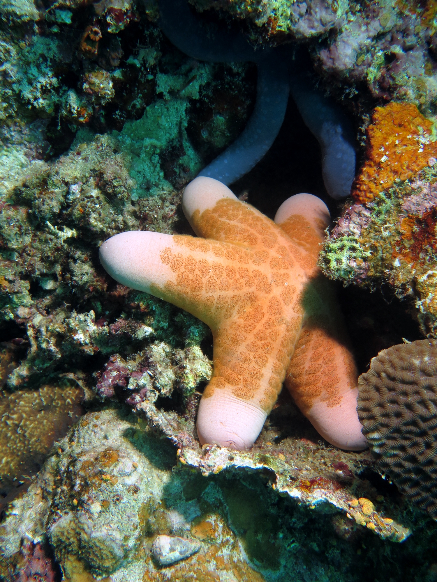 Choriaster granulatus