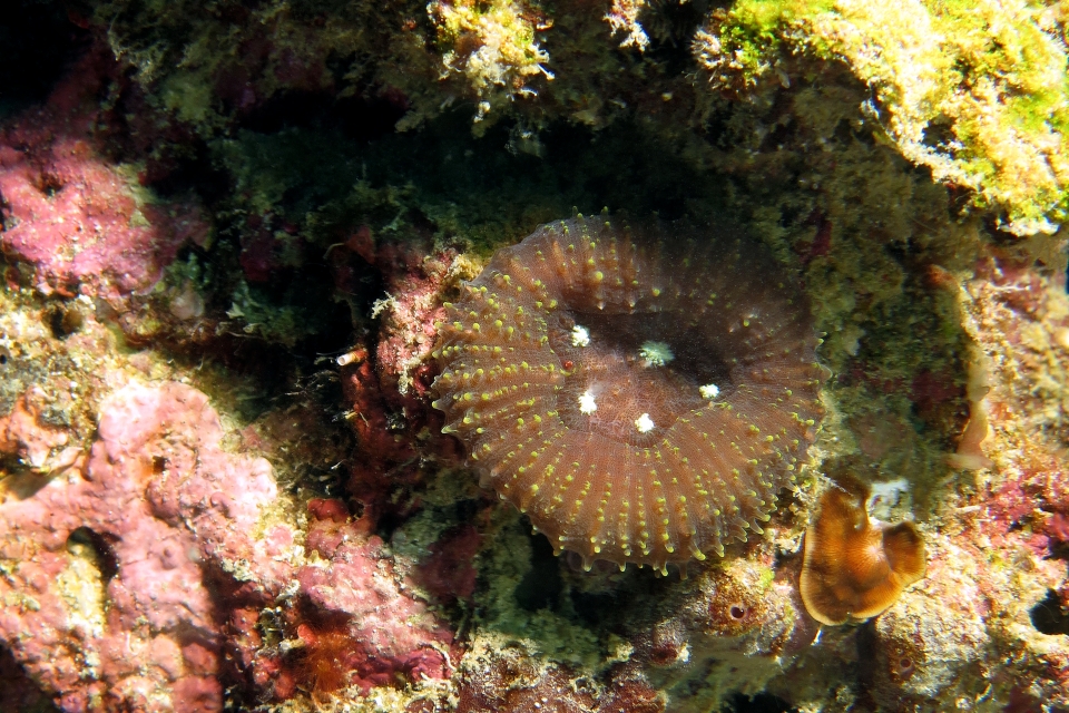 Lobophyllia hemprichii