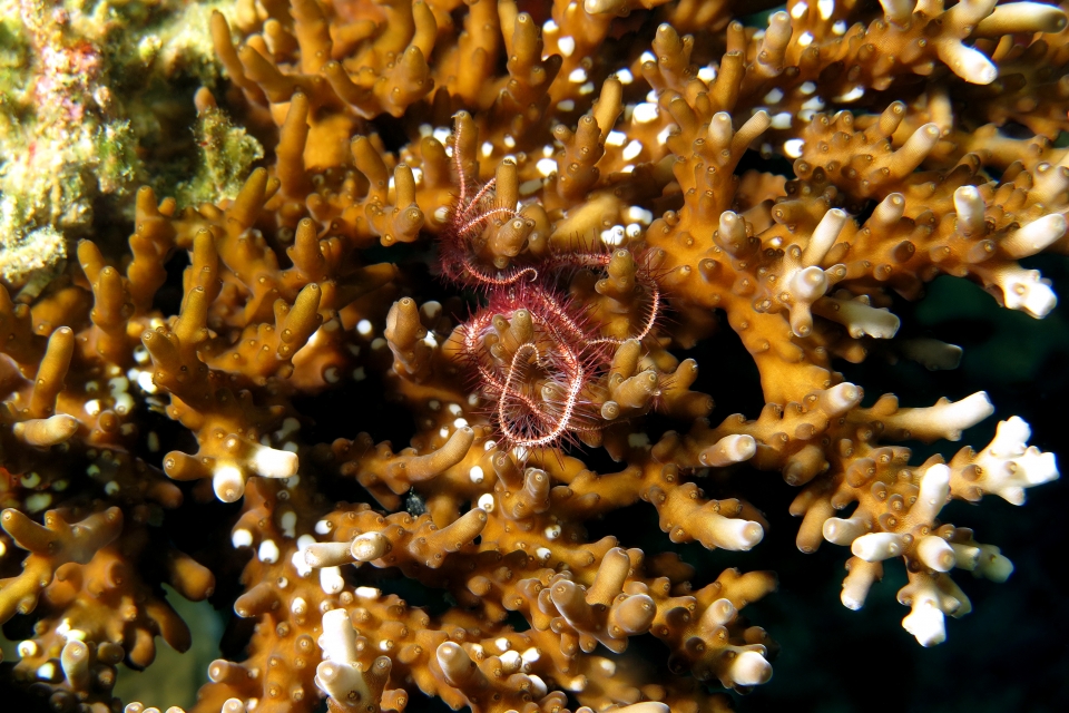 Ophiothrix purpurea, Acropora
