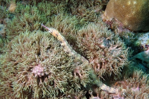 Corythoichthys intestinalis, Goniopora sp