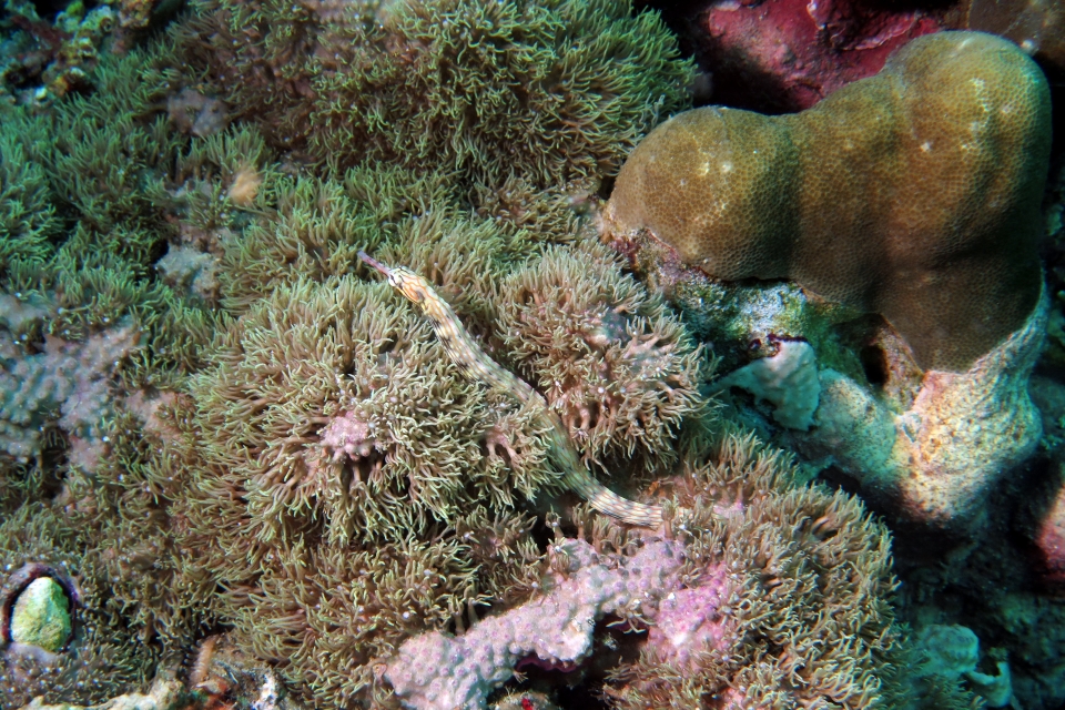 Corythoichthys intestinalis, Goniopora sp