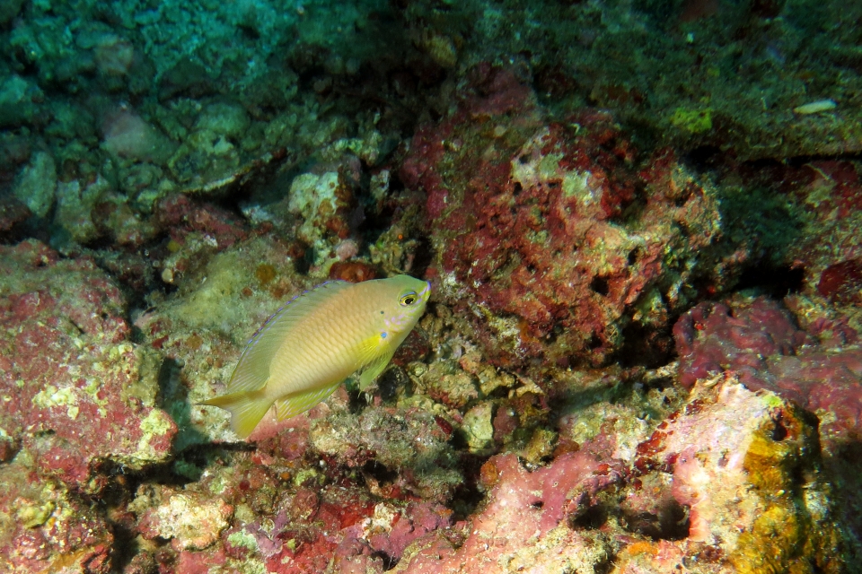 Pomacentrus moluccensis