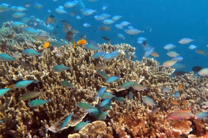 Chromis viridis