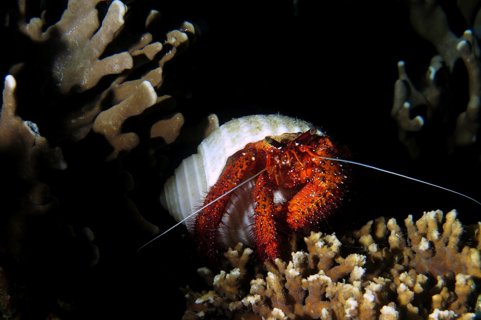 Dardanus megistos