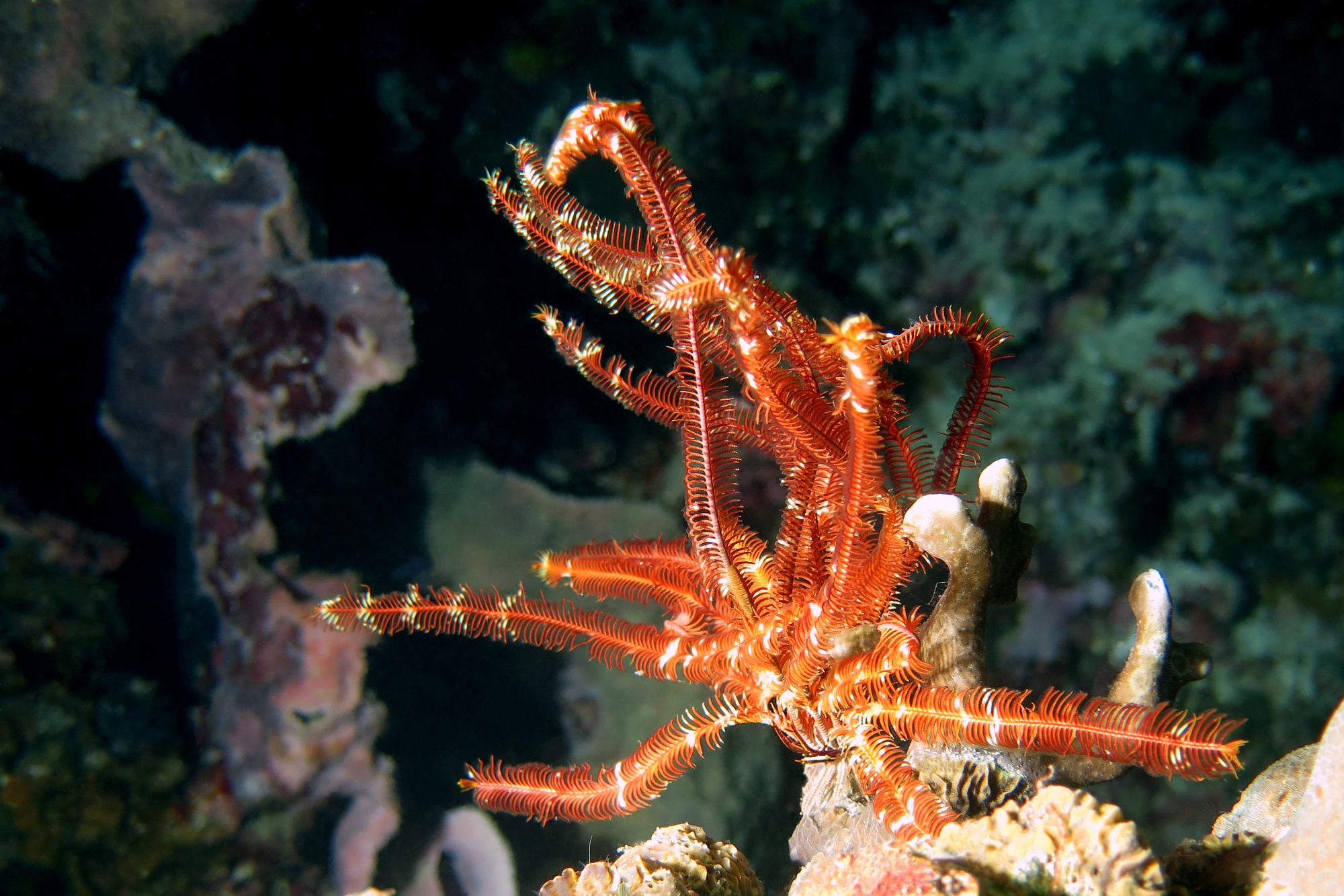 Lamprometra palmata, Allogalathea babai