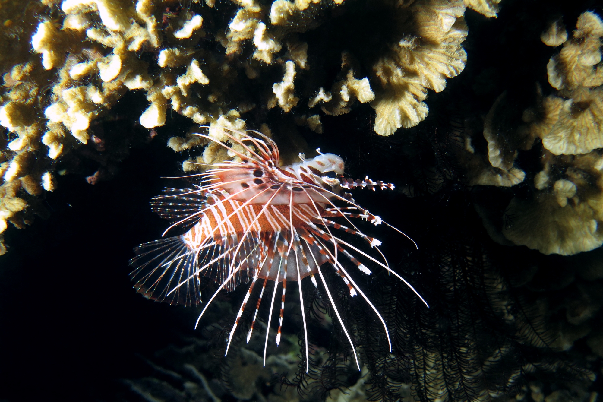 Pterois antennata