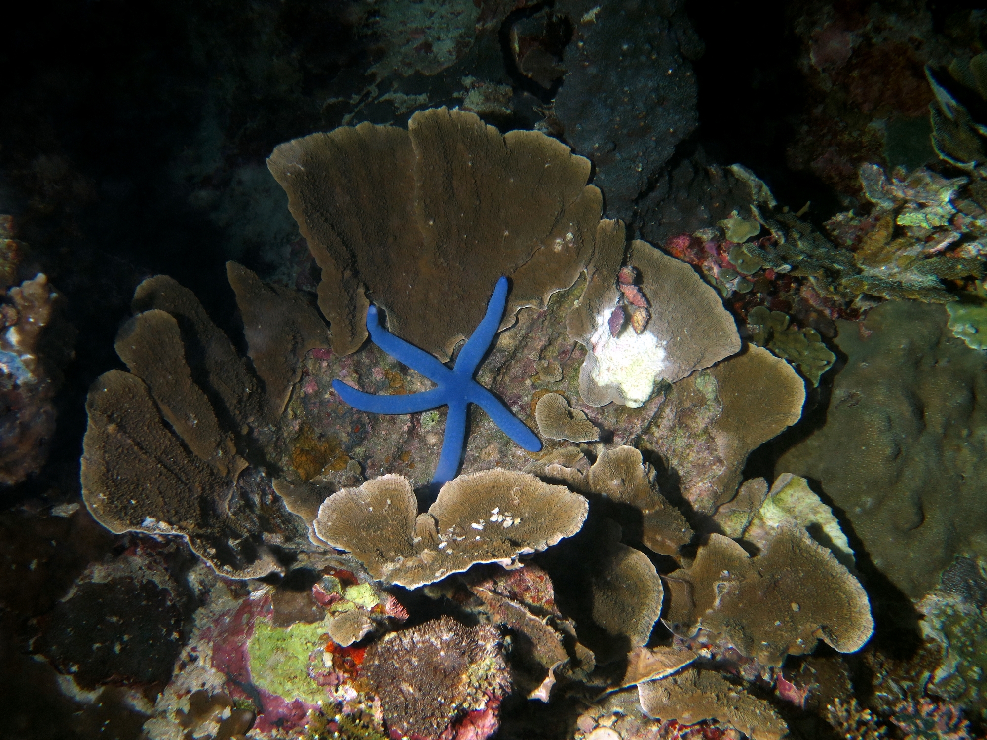 Linckia laevigata, Podabacia sp