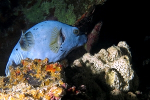 Arothron nigropunctatus, Liosina granularis