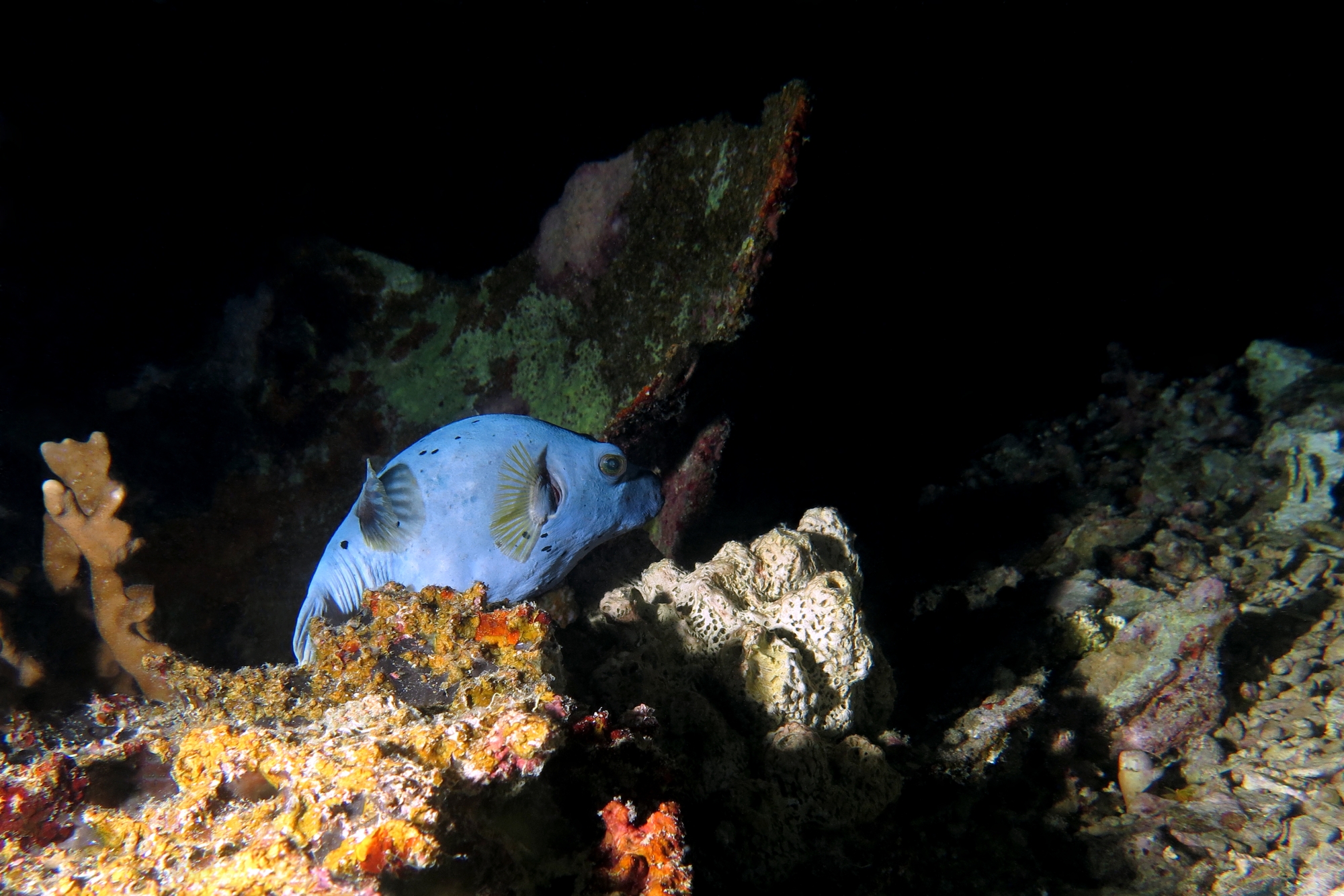 Arothron nigropunctatus, Liosina granularis