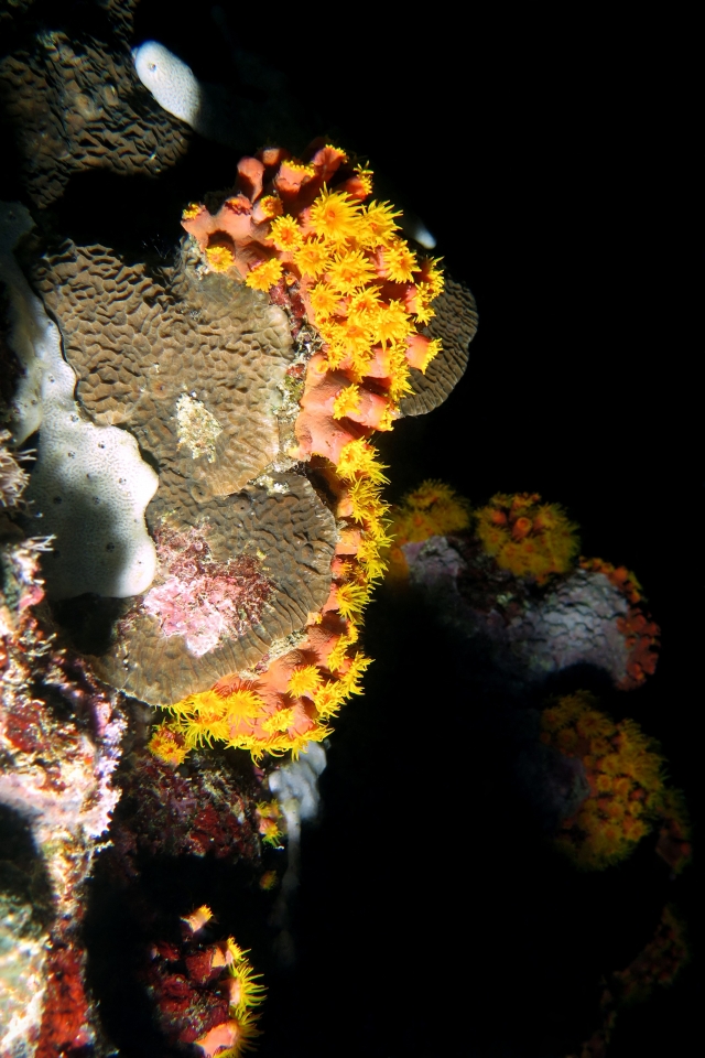 Dendrophyllia ou Tubastraea, Gardineroseris planulata