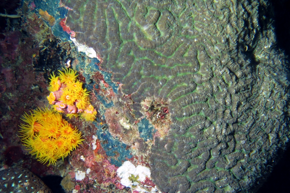 Dendrophyllia ou Tubastraea, Platygyra daedalea