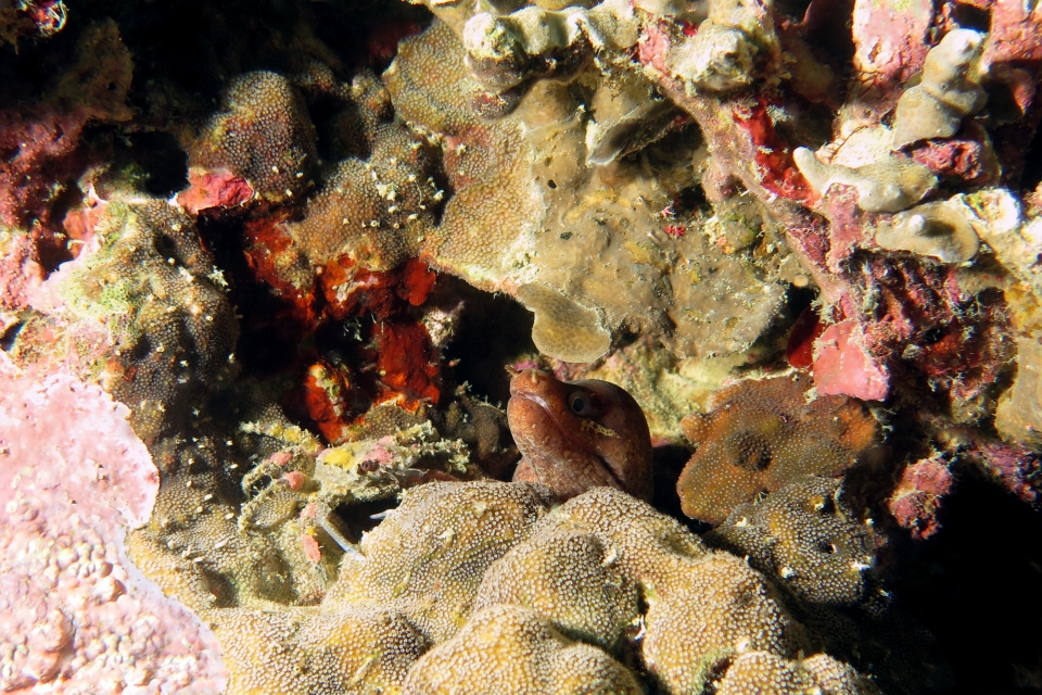 Camposcia retusa, Gymnothorax zonipectis
