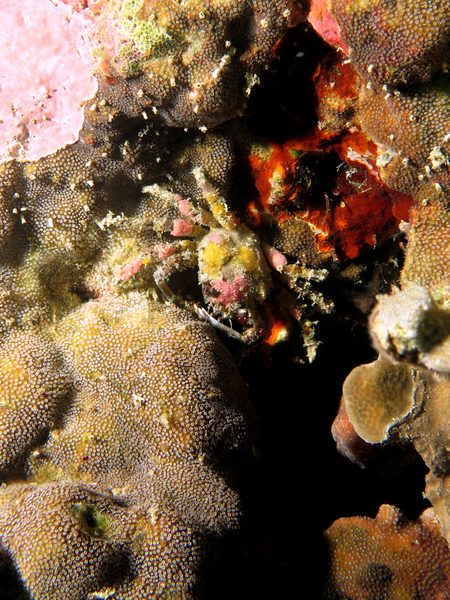 Camposcia retusa