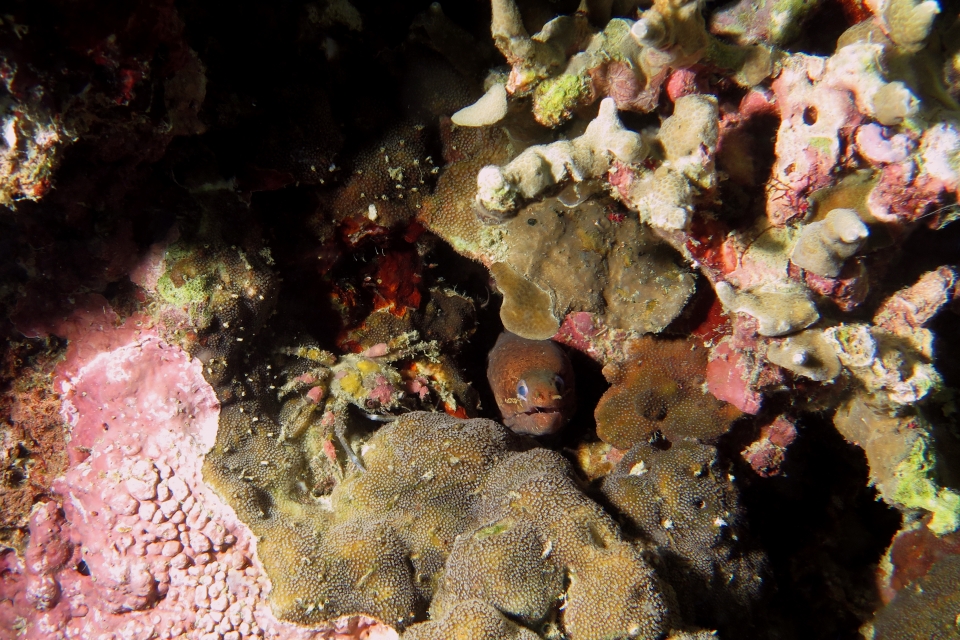 Camposcia retusa, Gymnothorax zonipectis
