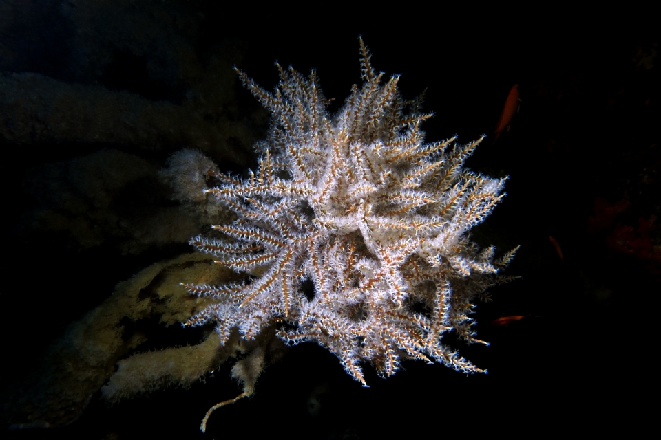 Carijoa riisei