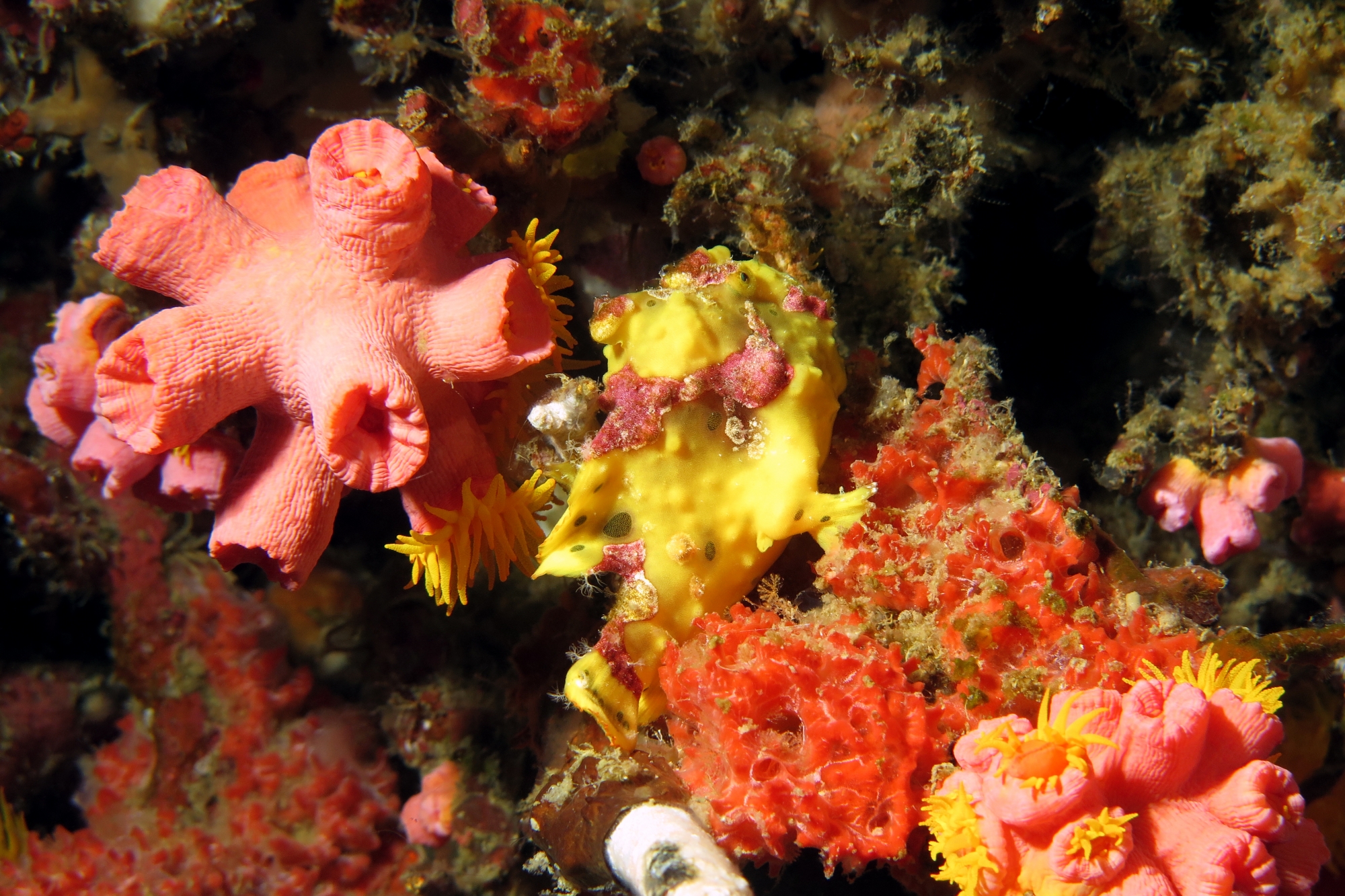 Antennarius maculatus, Tubastraea coccinea, Acanthella sp.