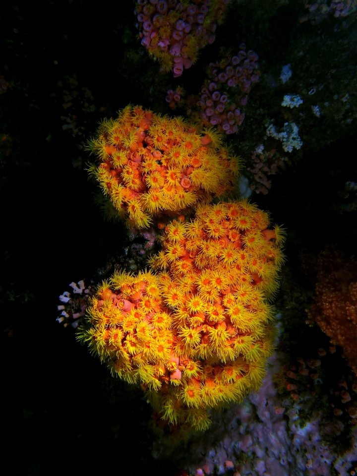 Tubastraea coccinea