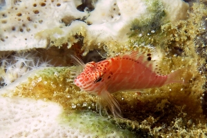 Cirrhitichthys aprinus, Haliclona fascigera
