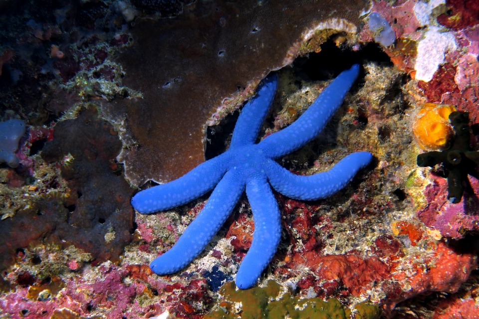 Linckia laevigata