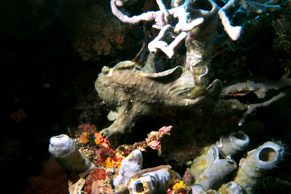 Antennarius commerson